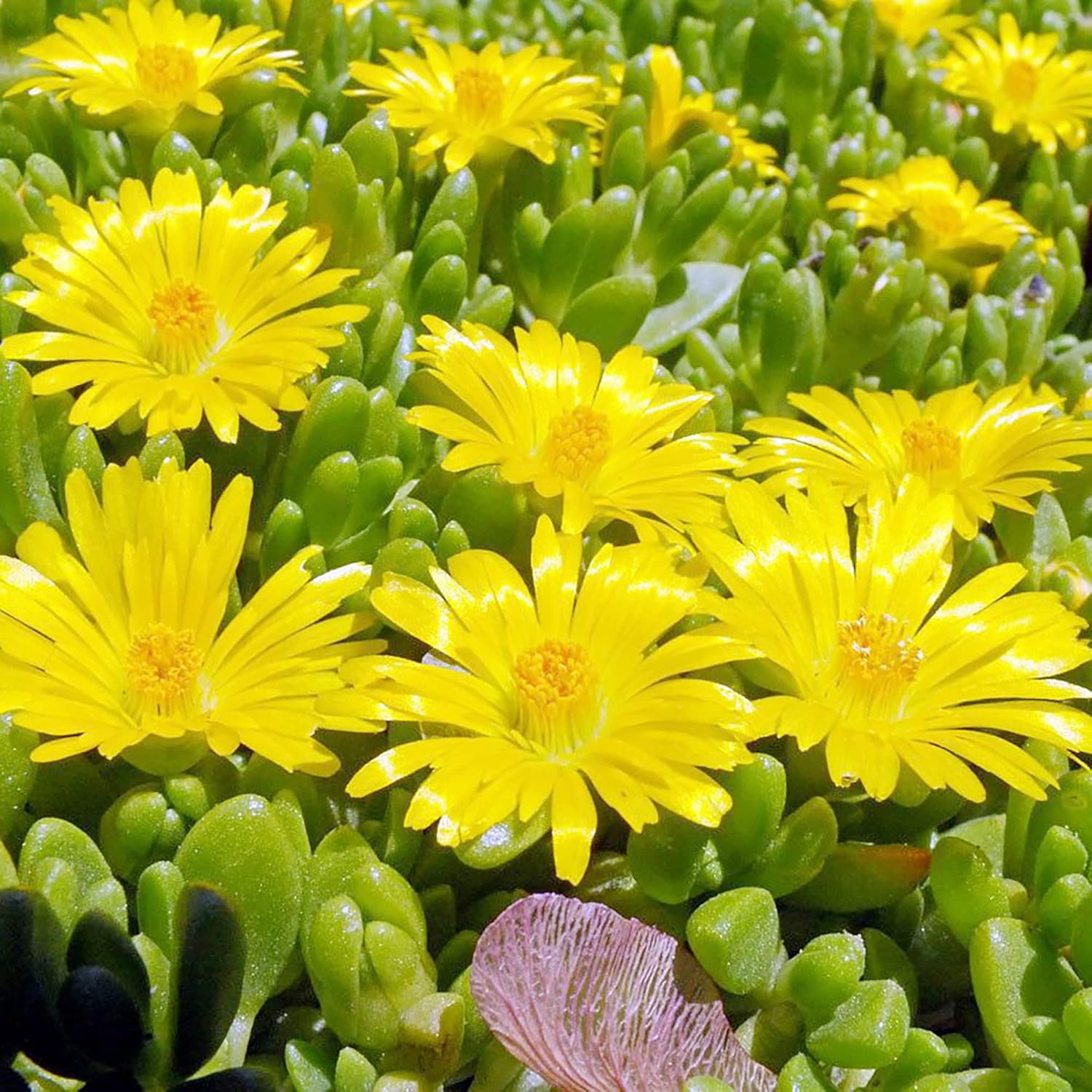 Yellow Ice Plant Seeds | Evergreen Ornamental & Edible | Attracts Butterflies | Drought Tolerant Ground Cover for Rock Gardens | 100Pcs