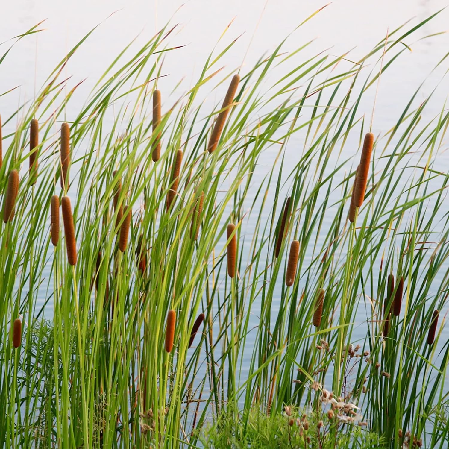 Graines de quenouille (Typha Latifolia) Quenouille à feuilles larges Plante vivace à croissance rapide pour étangs