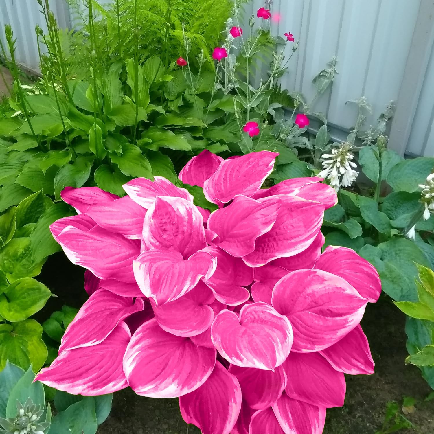 Pink Hosta Seeds - Perennial Bonsai for Indoor & Outdoor Gardens, Pollinator-Friendly