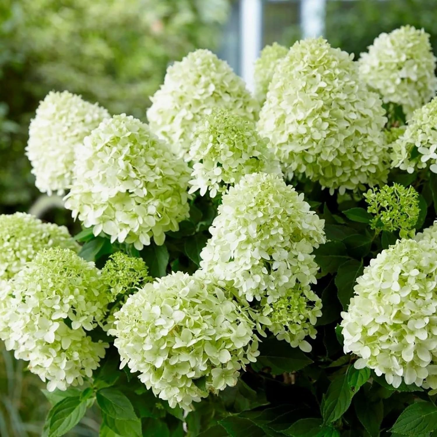 Hydrangea Paniculata Seeds - Peegee Hydrangea, Fast Growing, Attracts Pollinators, Perfect for Beds, Borders, Patio, Outdoor - 50Pcs Flowering Shrub Seeds