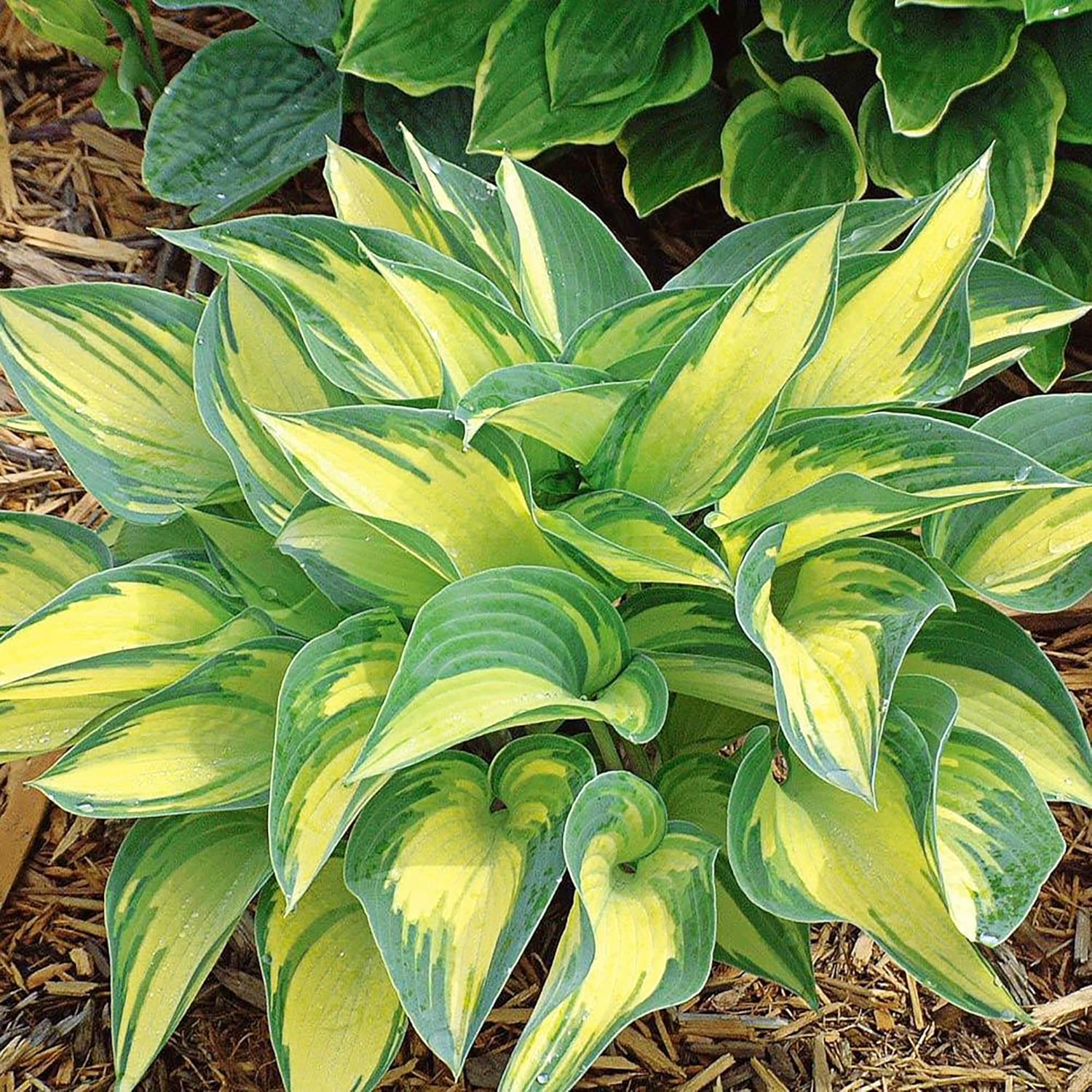 Mixed Color Hosta Seeds – Non-GMO, Easy-Care Perennial for Potted & Garden Plants