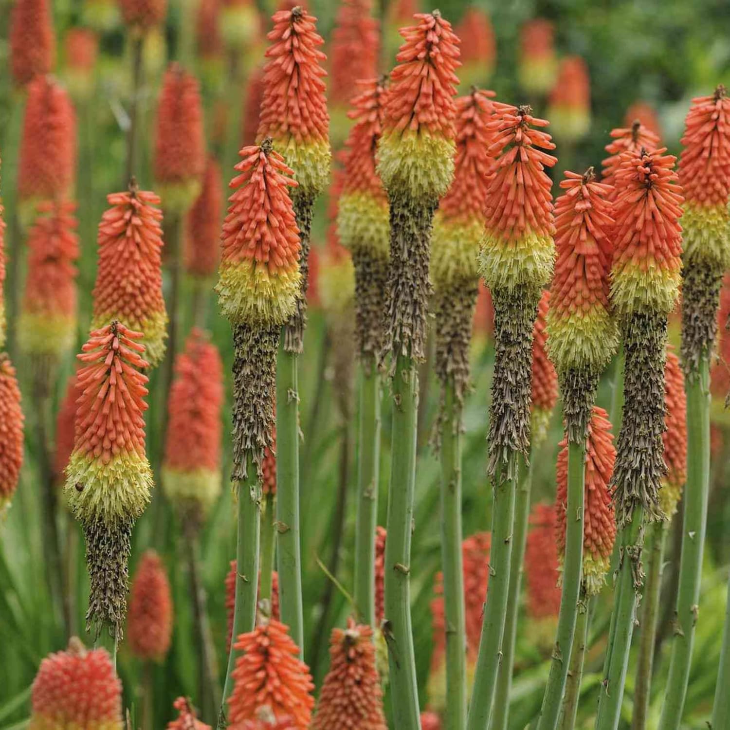 Red Hot Poker Seeds Torch Lily, Kniphofia Perennial Attracts Hummingbirds & Butterflies Patio Container Bed Outdoor 30Pcs Flower Seeds