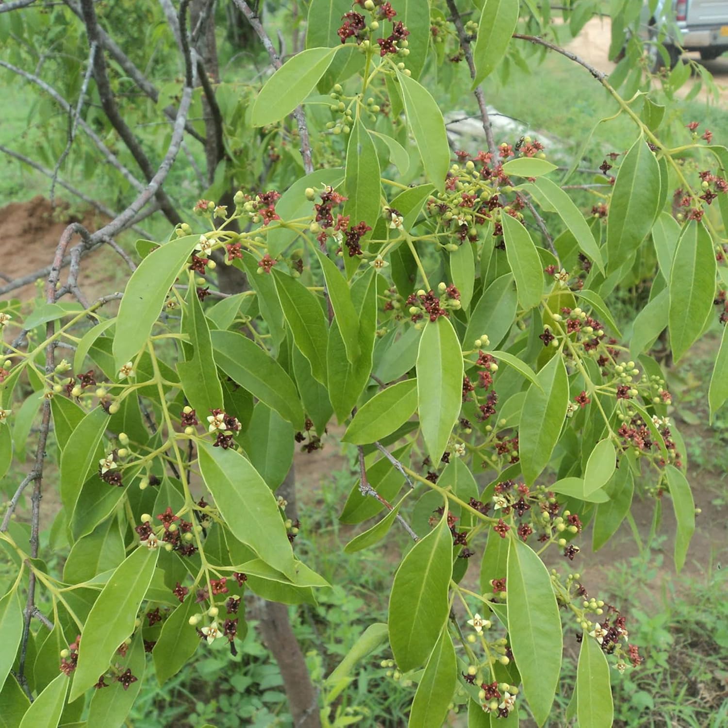 Santalum Album Seeds | Indian Sandalwood | Fragrant Evergreen Tree for Gardens & Outdoors | 5Pcs Tree Seeds