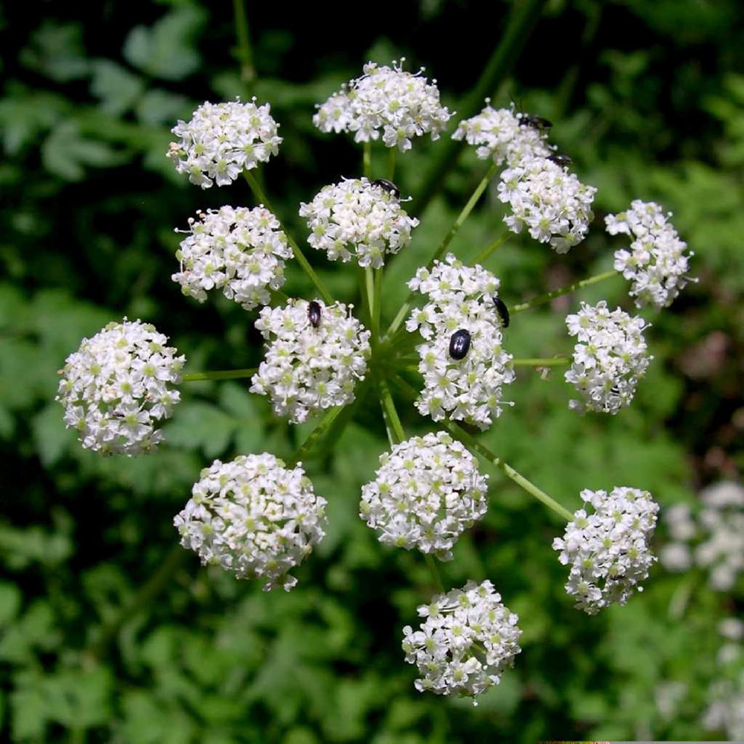 Ligusticum Porteri Seeds | OSHA Root, Porter's Lovage Perennial Herb