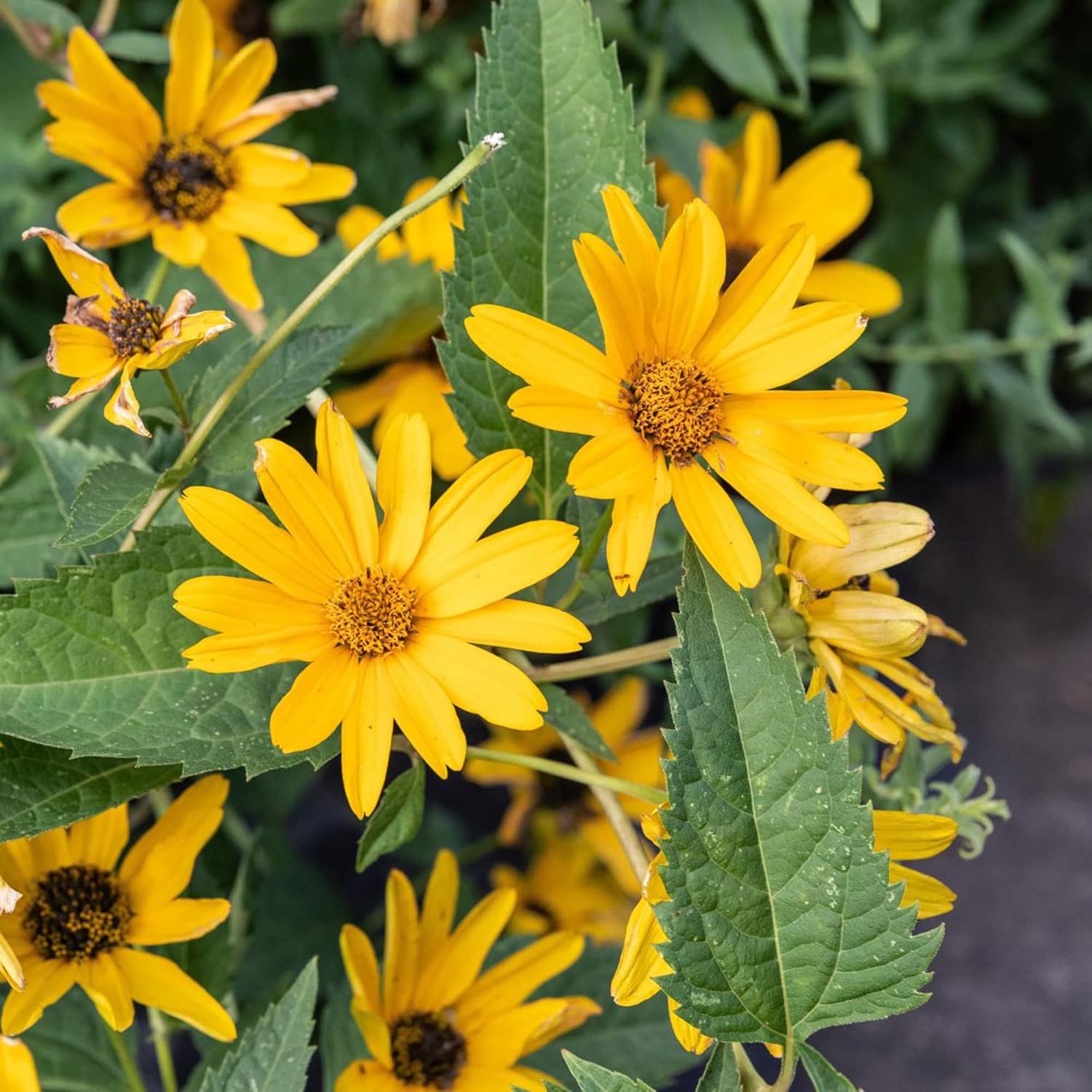 Falsche Sonnenblumensamen (Heliopsis Helianthoides) | Mehrjährig, winterhart, hitze- und trockenheitsresistent | Lebendige Schnittblumen für Terrasse, Kübel und Gartenbeet | 50 Blumensamen