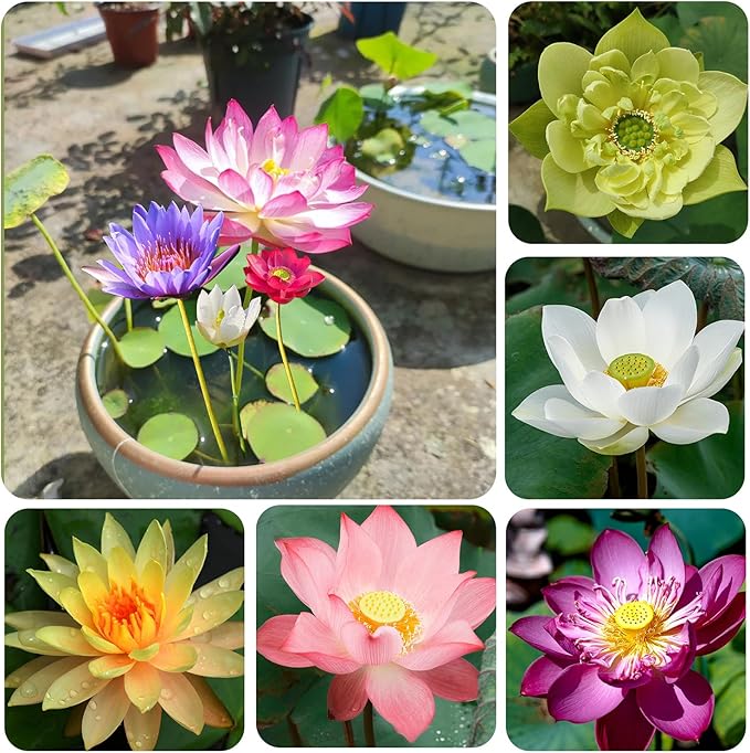 Graines de lotus mélangées pour la plantation, amateurs de jardinage