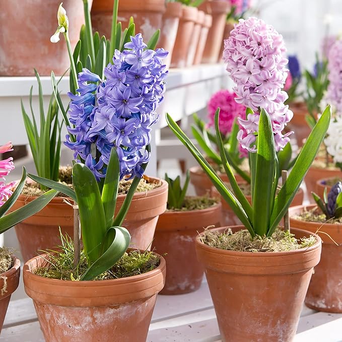 Hyazinthensamen - Hyacinthus Orientalis, mehrjährig und gentechnikfrei, pflegeleicht mit exotischem Reiz - 100 Stück