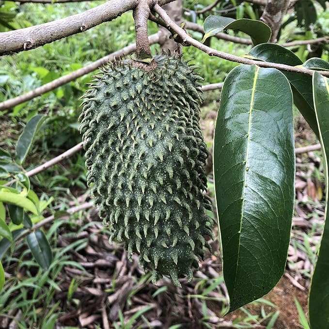 Giant Soursop Seeds Annona Muricata Tropical Fruit Tree, Sweet And Tangy Flavor