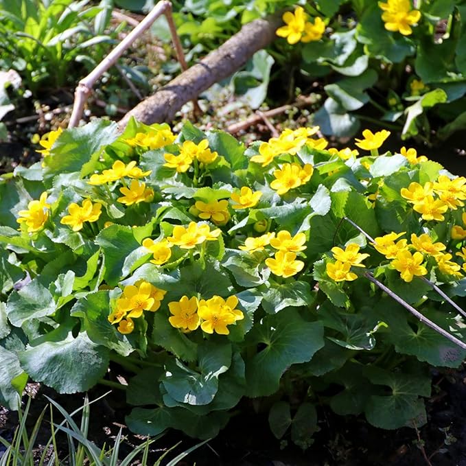 Swamp Marigold Seeds (Caltha Palustris) Perennial Flowering Plant for Ponds & Streams, Attract Pollinators - 200 Pieces