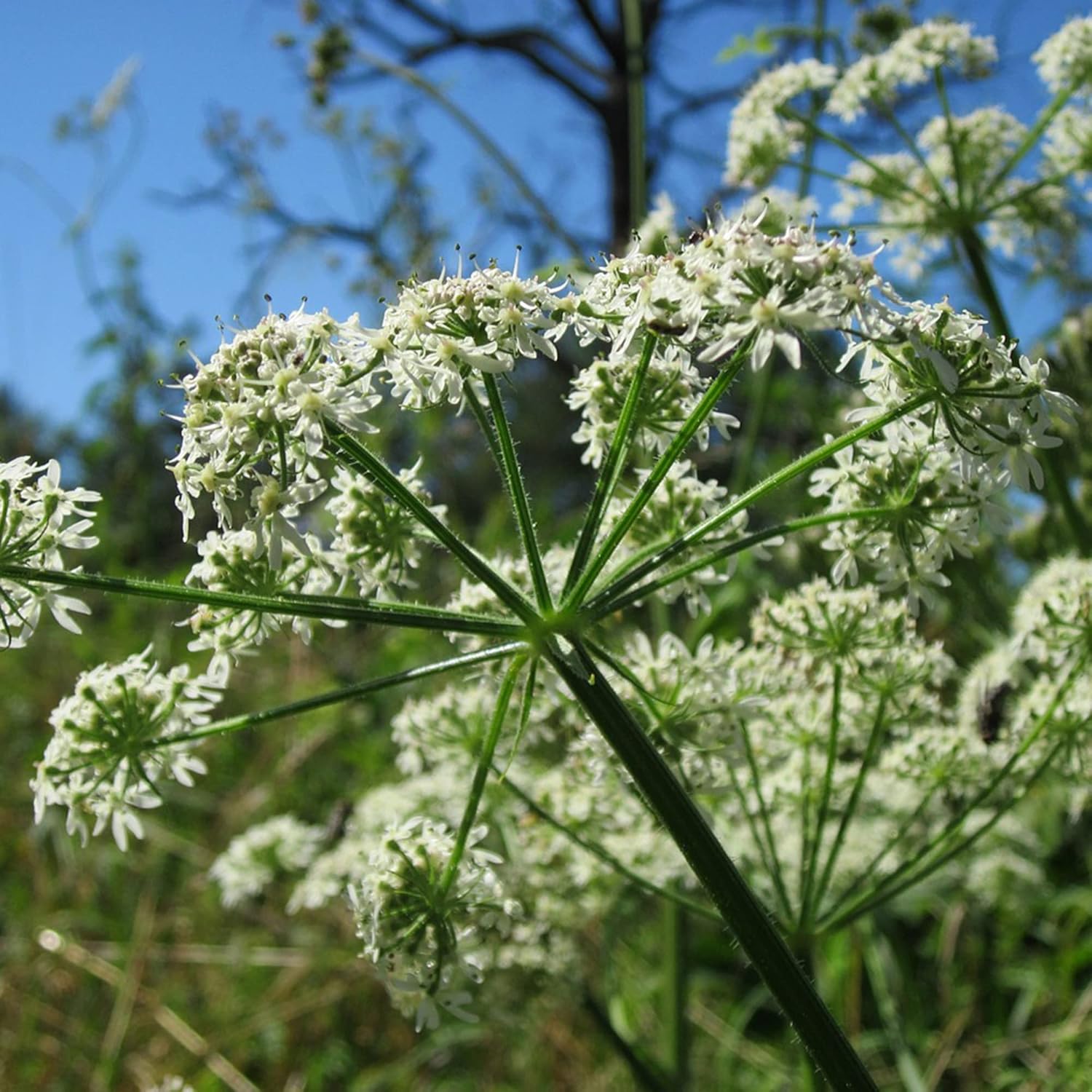 Ligusticum Porteri Seeds | OSHA Root, Porter's Lovage Perennial Herb