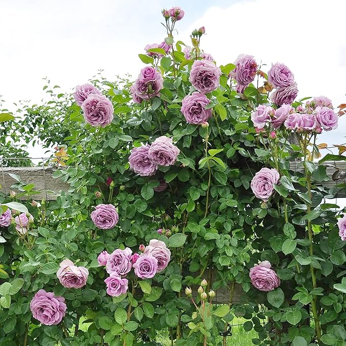 Purple Climbing Rose Seeds - Fragrant Blooms for Cutting, Floral Arrangements & Pollinator Attraction - Vertical Garden Accents for Trellises, Arbors & Fences - 5pcs