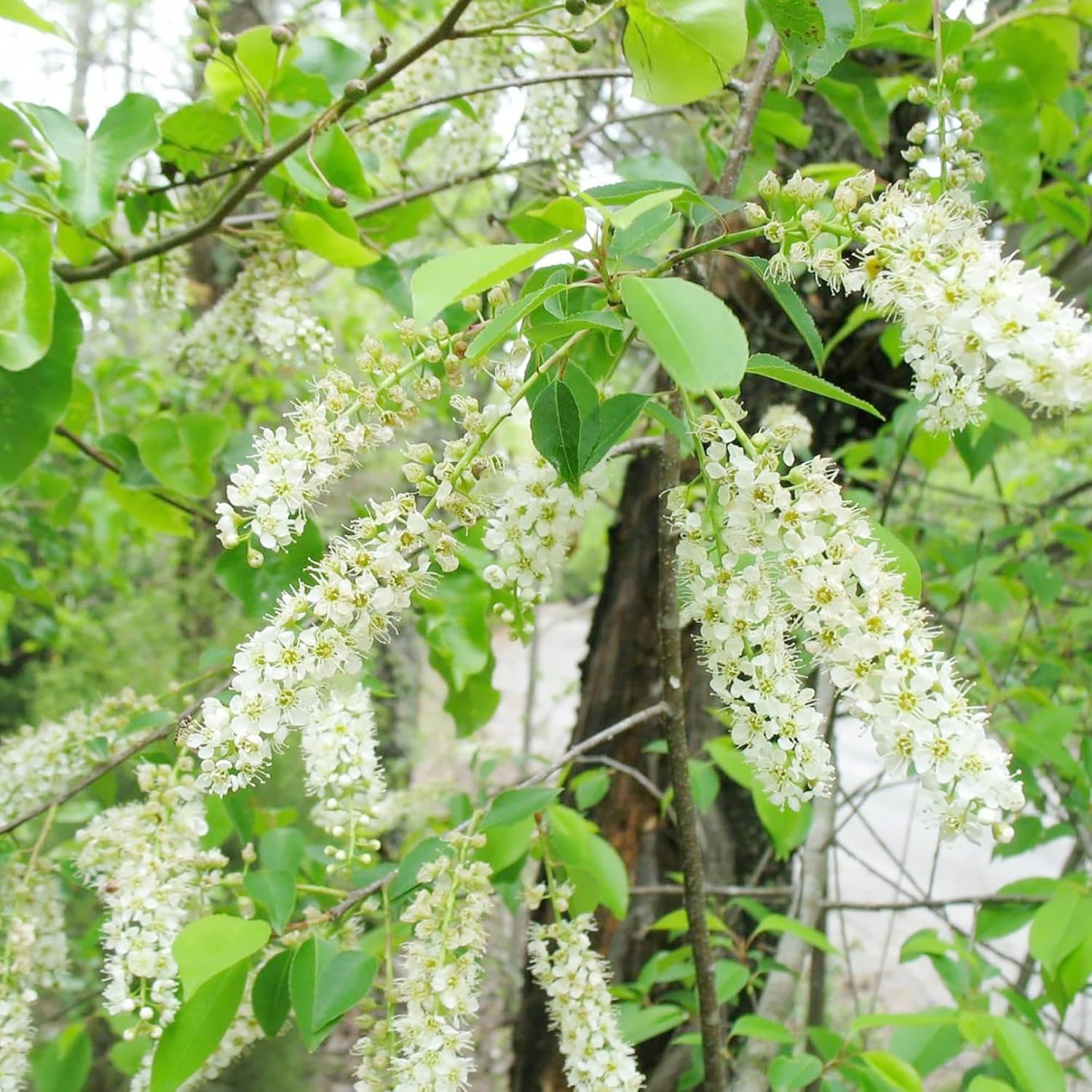 Graines de cerisier noir - Arbre caduc de taille moyenne à grande avec des fleurs blanches parfumées, des fruits sucrés et juteux, idéal pour les confitures et les utilisations culinaires - 30 pièces