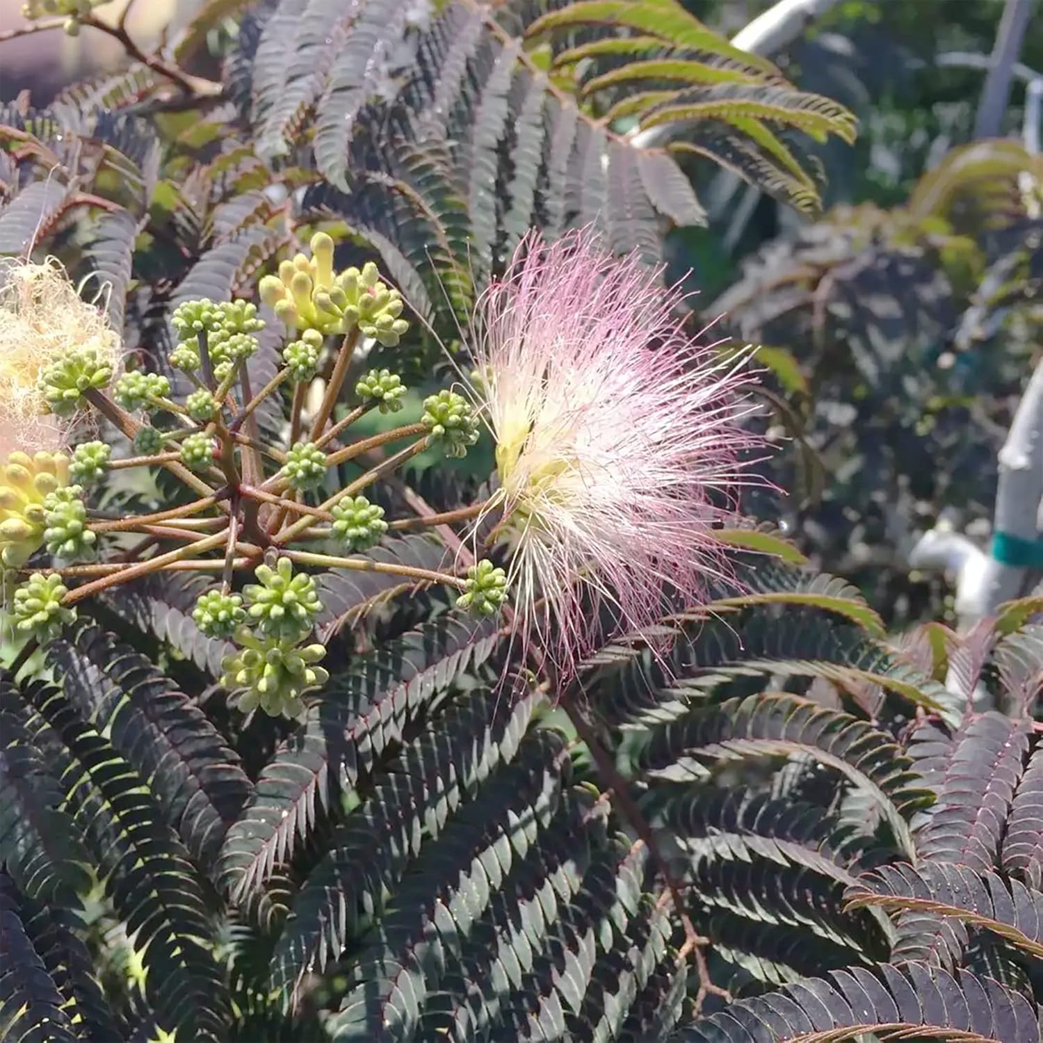 Chocolate Mimosa Seeds - Unique Foliage, Fragrant Flowers, Heat & Drought-Tolerant, Low-Maintenance Ornamental Value for Gardens - 50Pcs