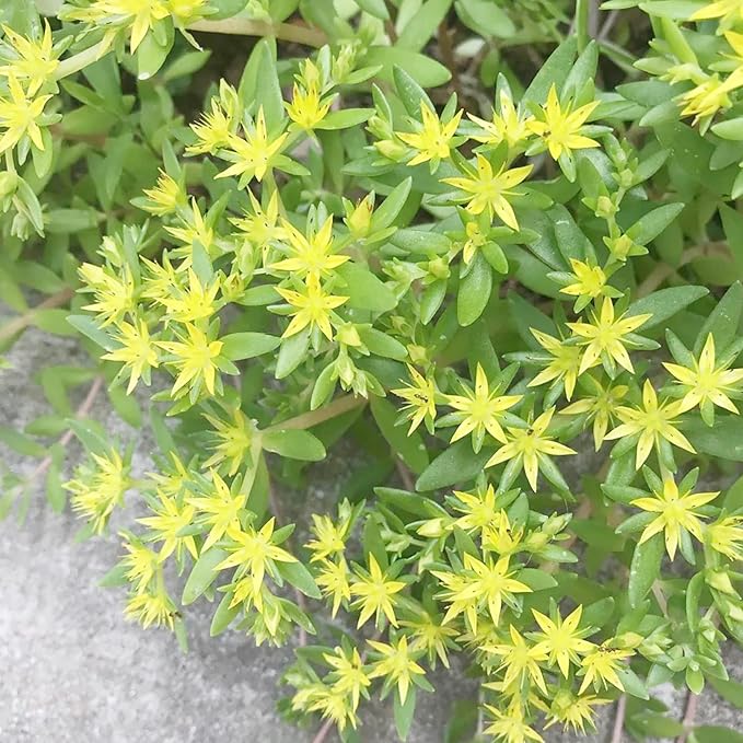 Graines de plantes succulentes Sedum Sarmentosum à planter - Croissance rapide, facile à entretenir, résistantes à la sécheresse, faible entretien (20 pièces)