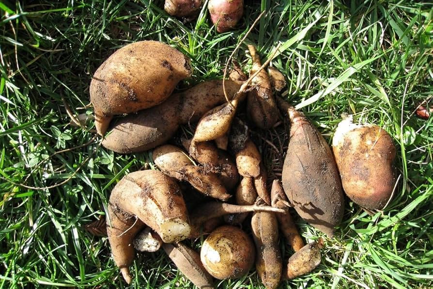 Graines de légumes Yacon, graines de haute qualité, graines de légumes sans OGM pour la plantation