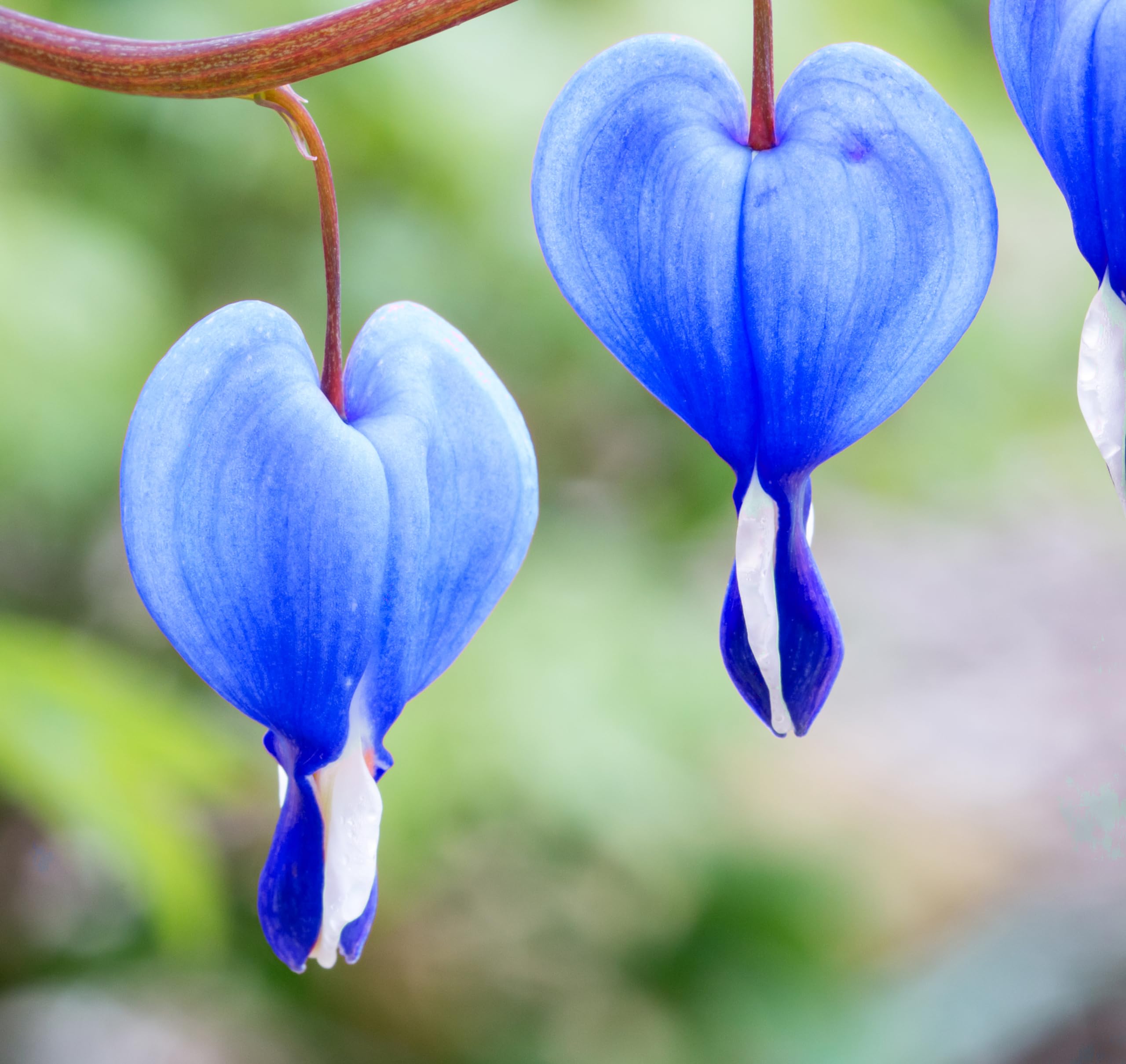 Graines de fleurs de cœur saignant bleu pour jardin d'ombre - 25 pièces