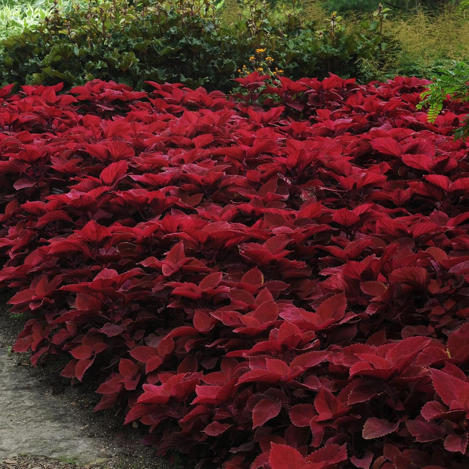 Graines de Coleus Redhead | Herbe à feuilles persistantes nécessitant peu d'entretien | Feuillage rouge éclatant pour plates-bandes, bordures et conteneurs | 100 graines de jardin d'extérieur