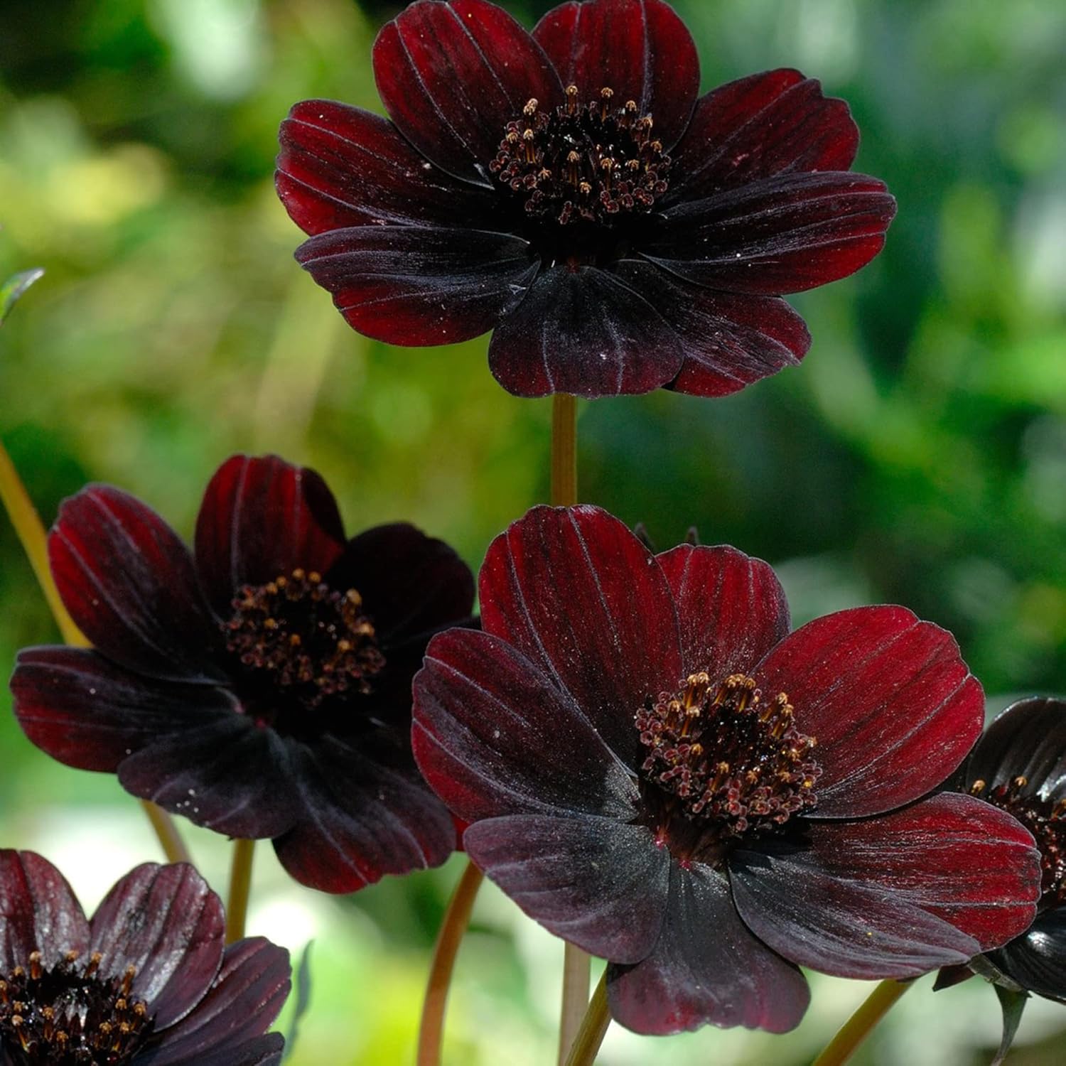 Chocolate Cosmos Seeds - Cosmos Atrosanguineus Perennial with Chocolate Fragrance, Butterfly Attracting Ornamental Flower for Gardens & Containers - 100Pcs