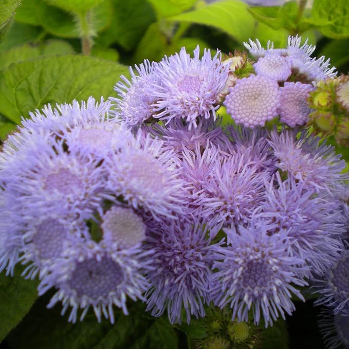 Blue Mistflower Seeds - Hardy Ageratum Conoclinium Coelestinum, Upright Perennial | 100Pcs Flower Seeds