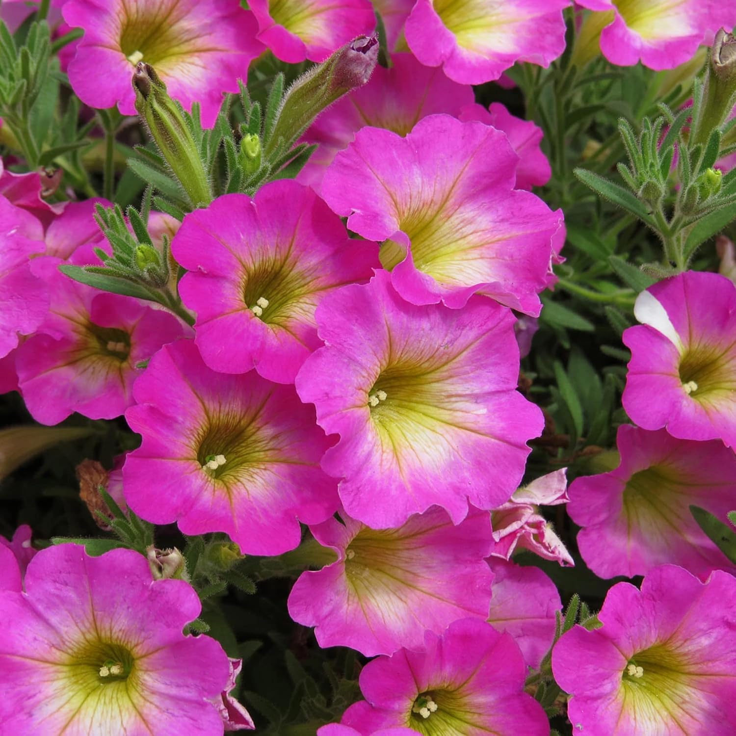 Petunia 'Supertunia Daybreak Charm' Seeds Showy Flowers Drought Tolerant Attract Hummingbirds Hanging Baskets Beds Outdoor 50Pcs Flower Seeds