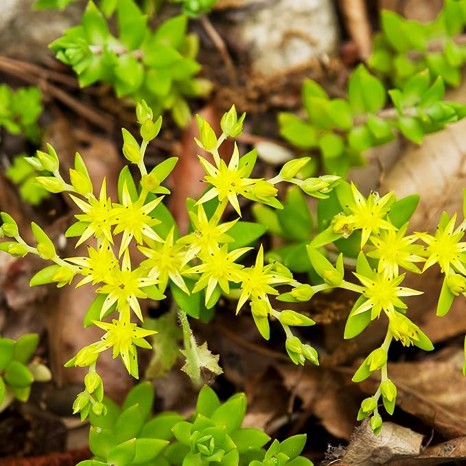 Graines de plantes succulentes Sedum Sarmentosum à planter - Croissance rapide, facile à entretenir, résistantes à la sécheresse, faible entretien (20 pièces)