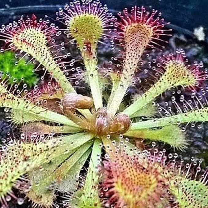 Graines de Dionée attrape-mouche - 100 pièces, Dionaea muscipula carnivore pour jardin et bonsaï, plein soleil, sol acide, décoration de jardin