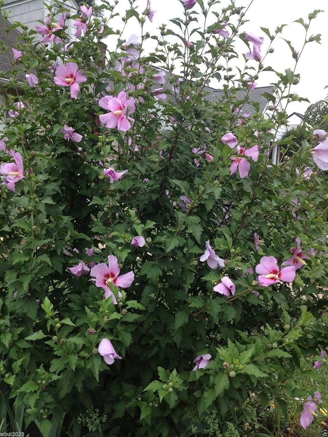 Hibiskus-Strauchrose (Hibiscus syriacus) Samen – winterhart, mehrjährig – 50 Stück