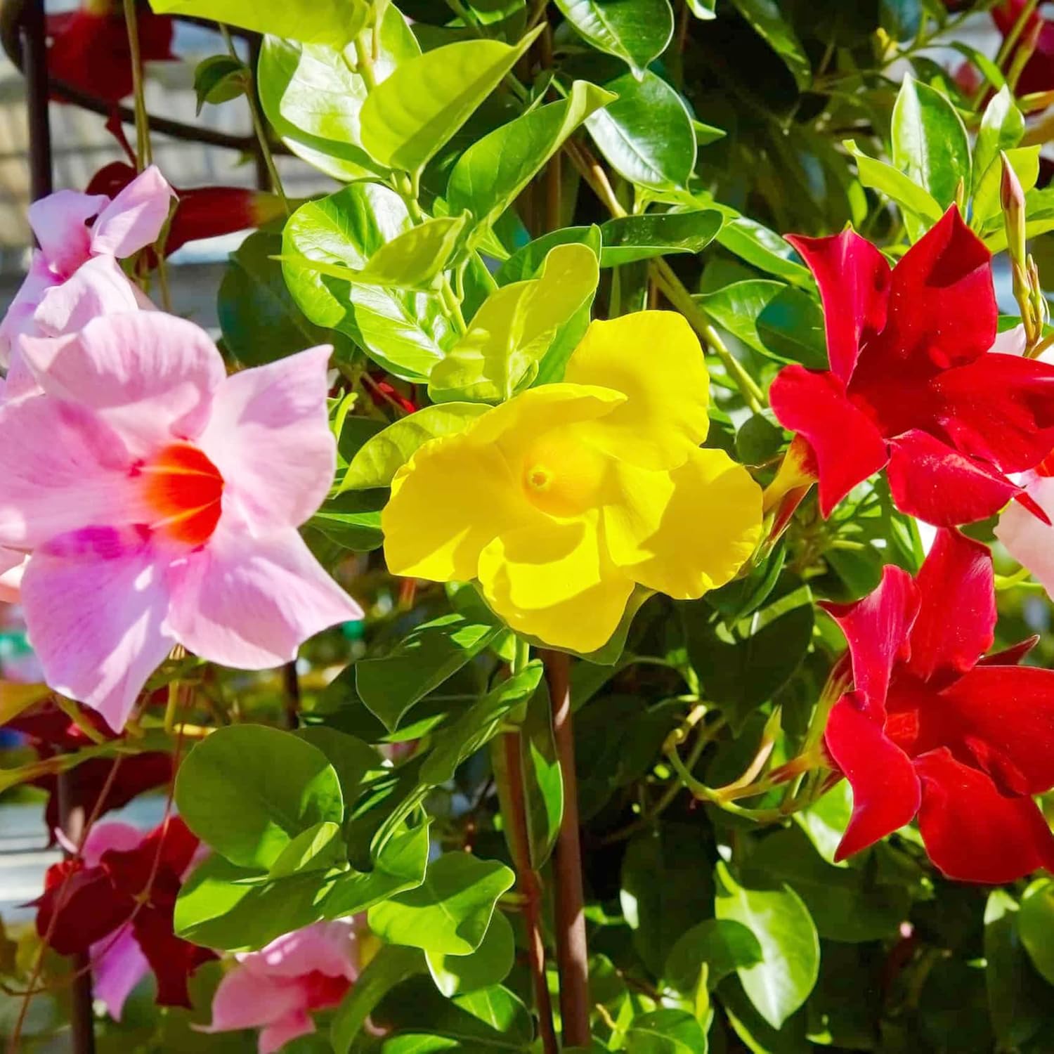 Mandevilla Sanderi Seeds Brazilian Jasmine Beautiful Colorful Fragrance Blooms Easy Care for Gardens & Containers 100Pcs