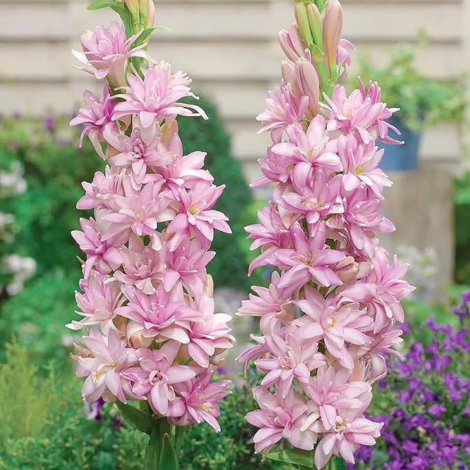 Pink Tuberose Seeds - Fragrant Perennial Showy Cut Flowers, Deer & Rabbit Resistant for Garden Bed, Border, Patio & Container - 50 Pcs