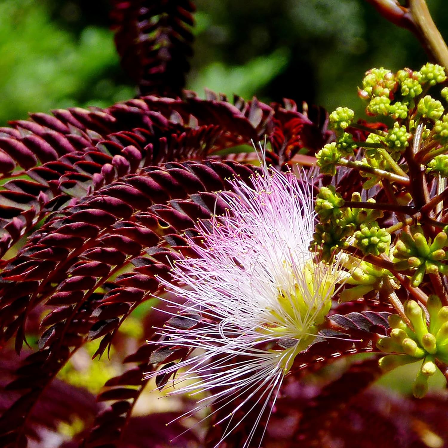 Chocolate Mimosa Seeds - Unique Foliage, Fragrant Flowers, Heat & Drought-Tolerant, Low-Maintenance Ornamental Value for Gardens - 50Pcs