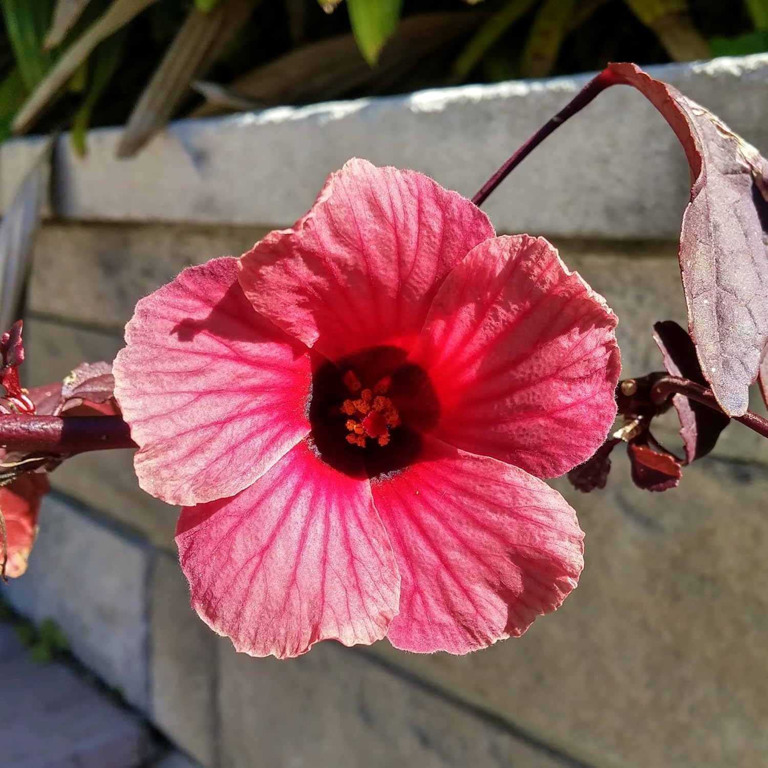 Cranberry Hibiscus Seeds Hibiscus Acetosella Tropical Ornamental Plant for Garden & Landscape, Attracts Pollinators, 35+ Pcs