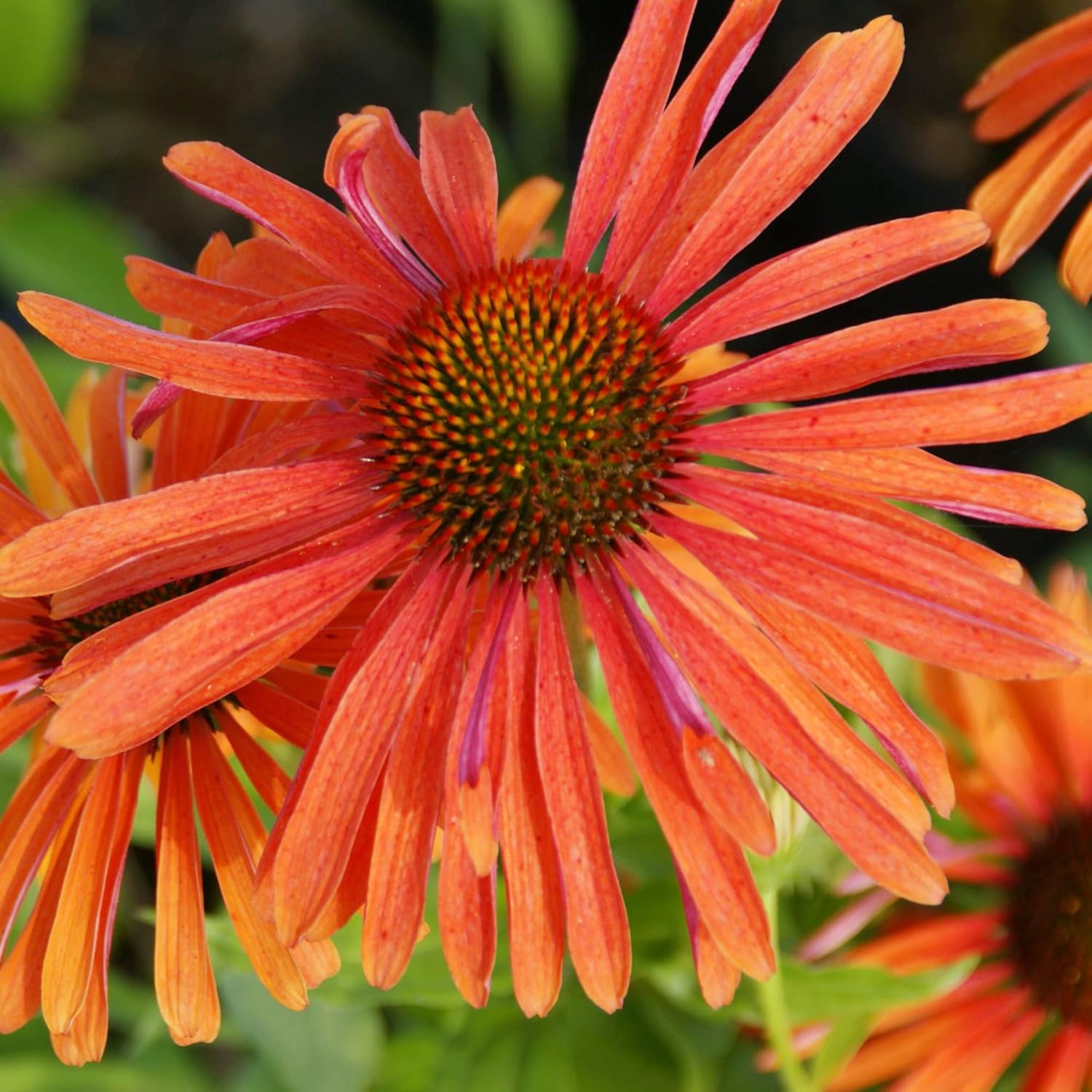 Tomato Soup Echinacea Seeds – Stunning Perennial for Borders, Prairies