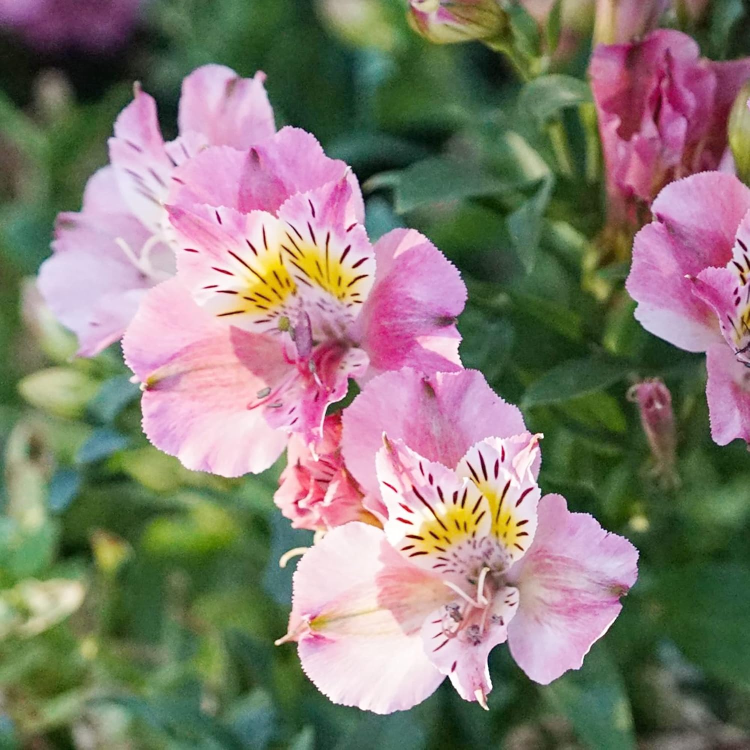 Pink Alstroemeria Seeds for Planting - Peruvian Lily Perennial, Perfect for Cut Flowers & Garden Borders