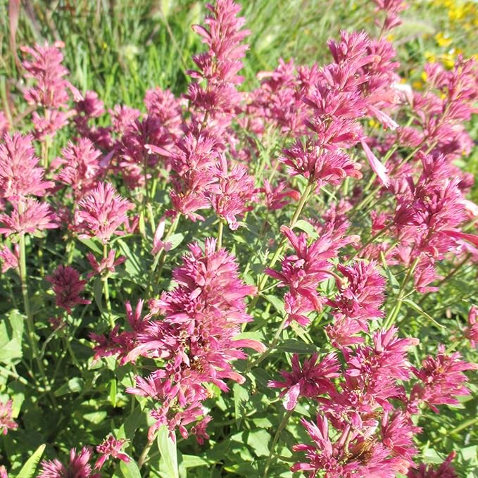 Hummingbird Mint Seeds - Agastache Heather Queen, Fragrant & Deer Resistant, Attracts Hummingbirds, Low Maintenance for Rock Garden & Border - 60 Pcs