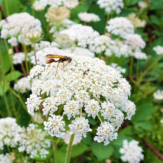 Queen Anne's Lace Seeds - Daucus Carota, Biennial, Pollinator-Friendly, Delicate Beauty with Unique Growth Pattern - 100 Pcs