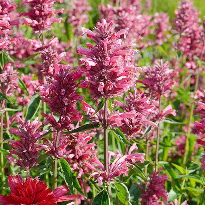 Hummingbird Mint Seeds - Agastache Heather Queen, Fragrant & Deer Resistant, Attracts Hummingbirds, Low Maintenance for Rock Garden & Border - 60 Pcs