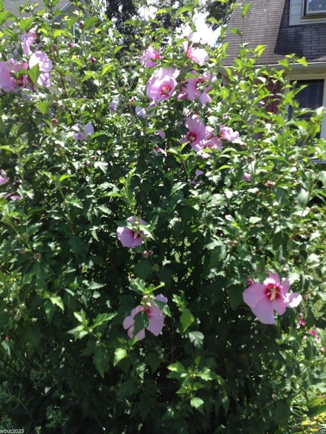 Hibiskus-Strauchrose (Hibiscus syriacus) Samen – winterhart, mehrjährig – 50 Stück