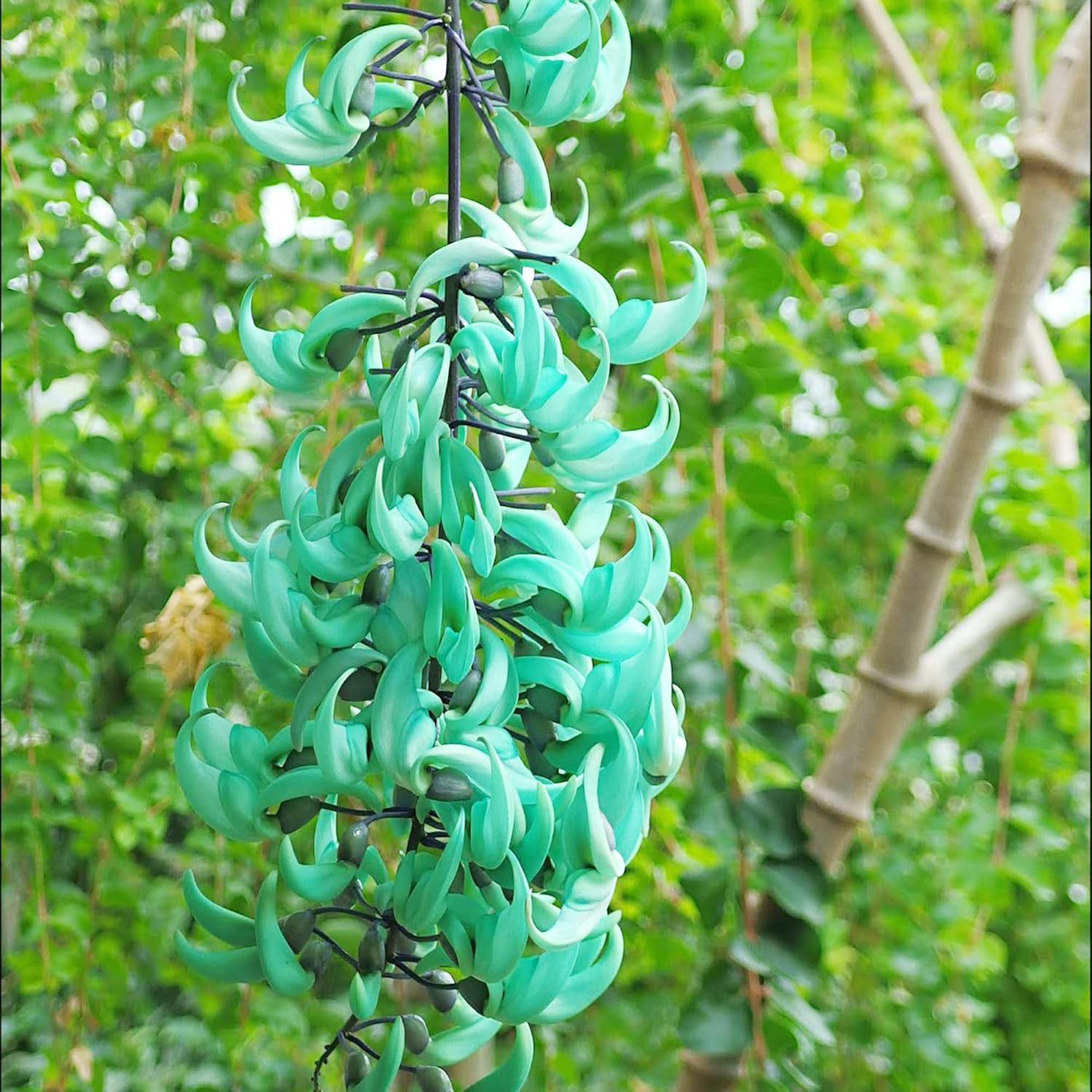 Jade Vine Seeds Strongylodon Macrobotrys – Perennial Woody Vine for Ornamental Patio