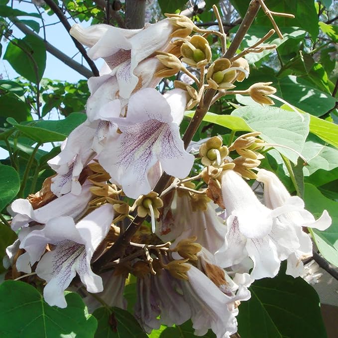 Paulownia Fortunei Seeds - Empress Tree, Royal Paulownia, Fast-Growing Deciduous Tree, Fragrant & Pollinator-Friendly for Ornamental Garden