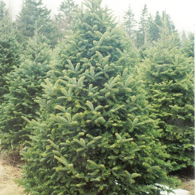 Graines de Sapin Baumier - Abies Balsamea, Conifère à Feuilles Persistantes avec Feuillage Aromatique et Forme Attrayante, Peu d'Entretien pour Jardins et Parcs - 30 Pcs