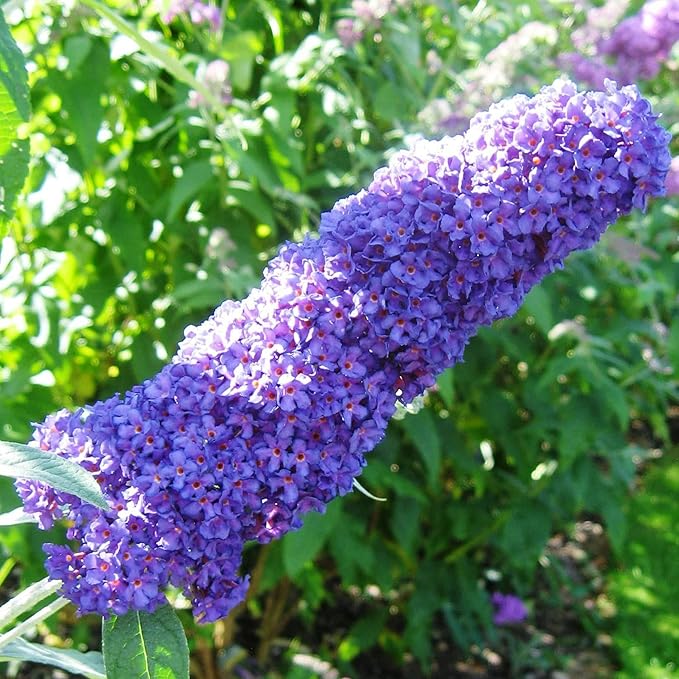 Purple Butterfly Bush Seeds - Buddleia Davidii, Fragrant & Fast-Growing, Attracts Butterflies, Drought Tolerant Deciduous Shrub for Garden Bed - 50 Pcs