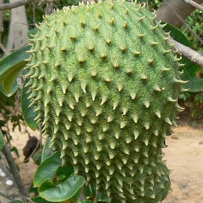 Giant Soursop Seeds Annona Muricata Tropical Fruit Tree, Sweet And Tangy Flavor