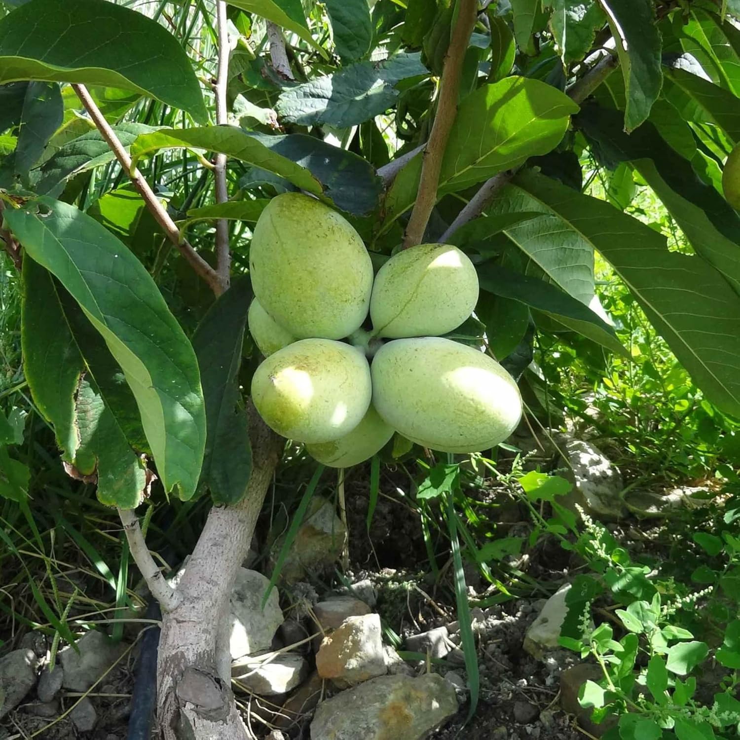 Asimina Triloba Papayasamen | Essbarer Obstbaum mit geringem Pflegeaufwand | Duftend, auffällig, verträgt feuchten Boden