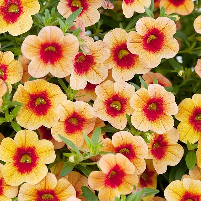 Calibrachoa Flower Seeds for Planting - Million Bells Herbaceous Perennial, Attracts Butterflies