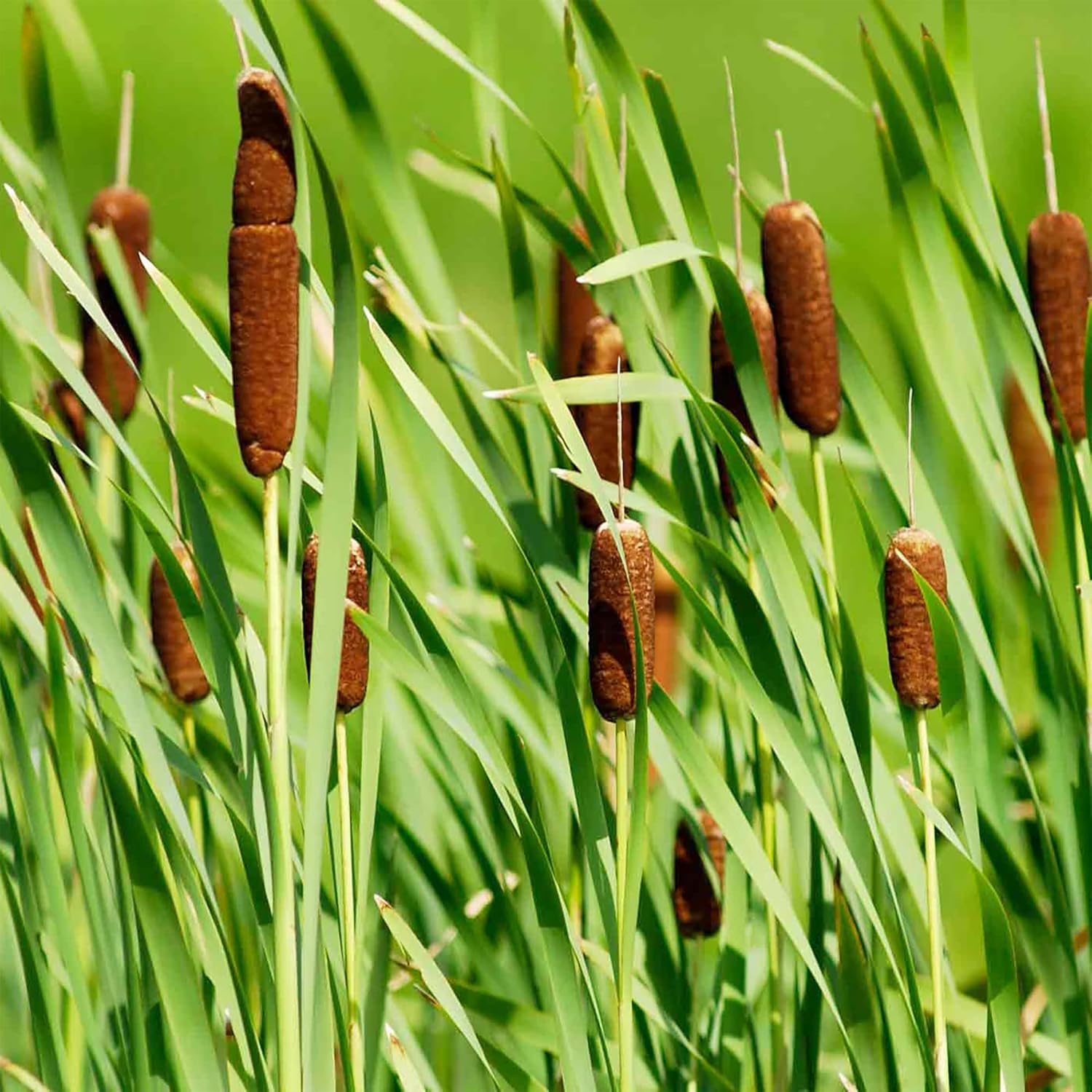 Graines de quenouille (Typha Latifolia) Quenouille à feuilles larges Plante vivace à croissance rapide pour étangs