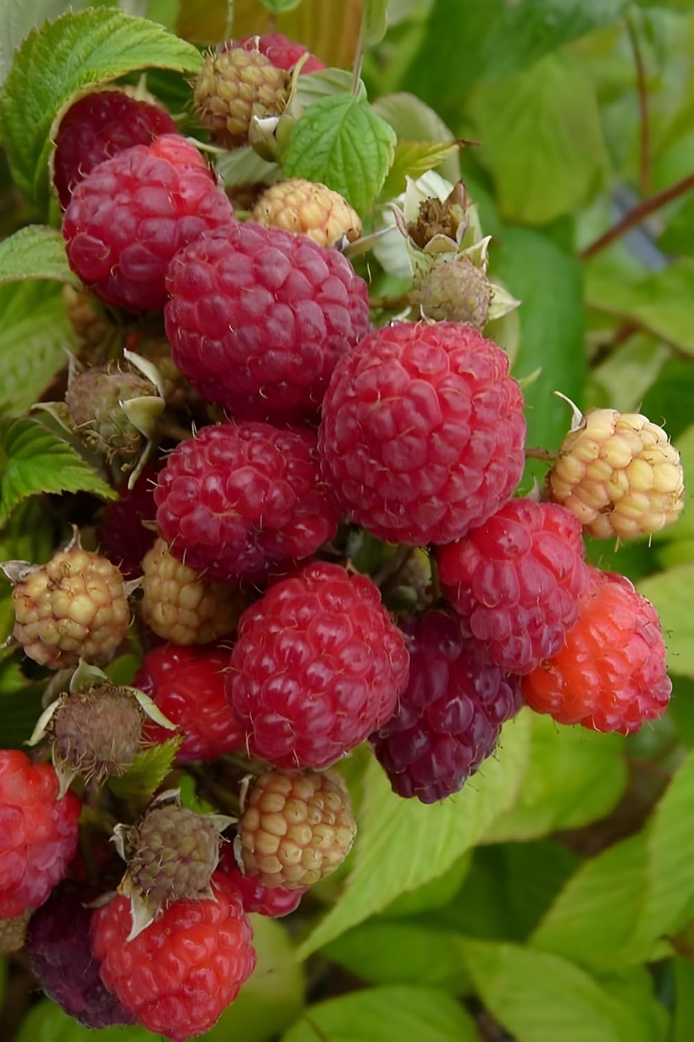 Rote Himbeersamen zum Anpflanzen | Obstsamen zum Anpflanzen