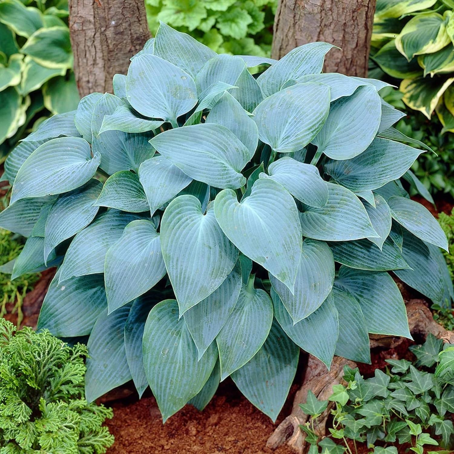 Rare Sky Blue Hosta Plant Seeds – Fragrant August Lily, Drought-Tolerant Landscaping Gem