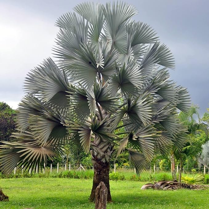 Bismarck Palm Seeds - Bismarckia Nobilis, Low Maintenance & Drought Tolerant, 20 Pcs Tree Seeds