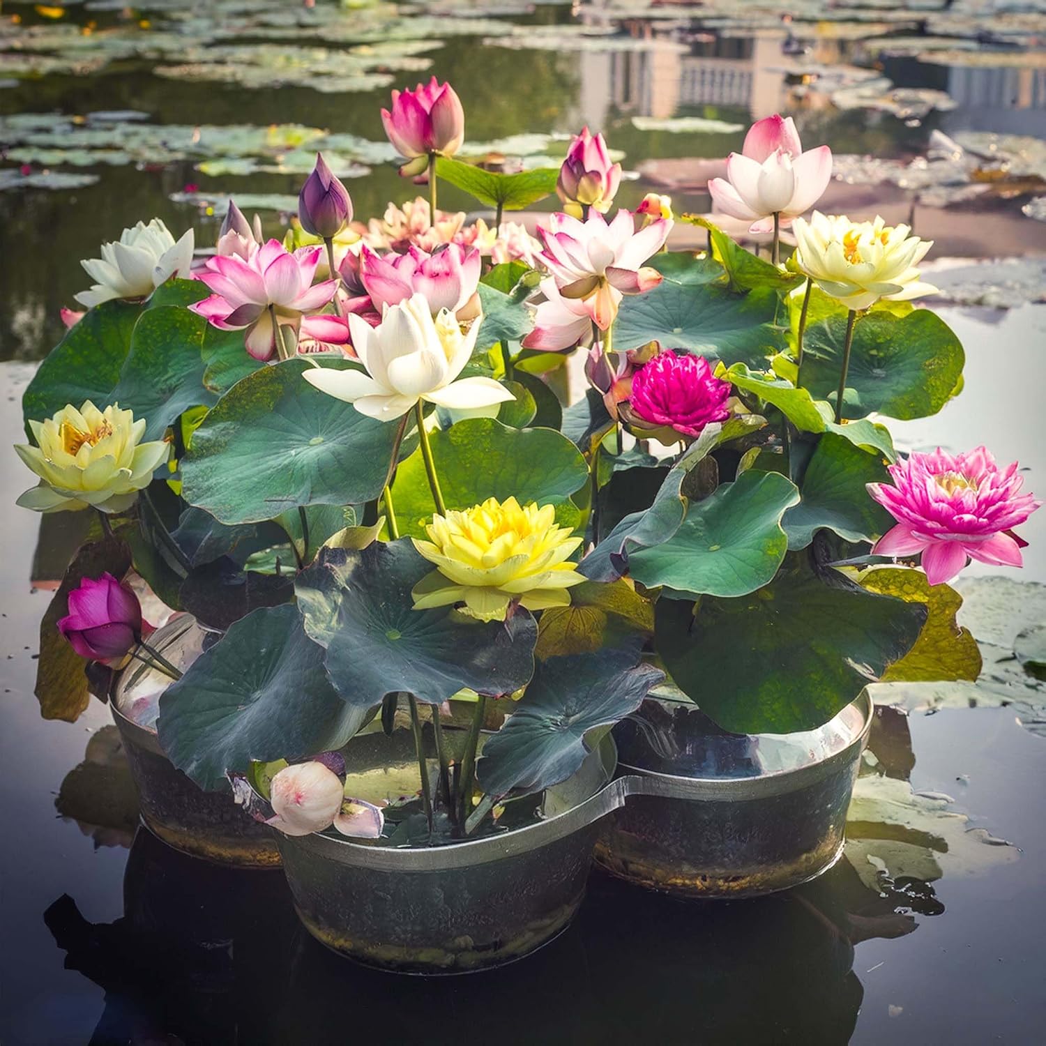 Rainbow Bowl Lotus Aquatic Flower Seeds for Planting,Premium Gardening Seeds