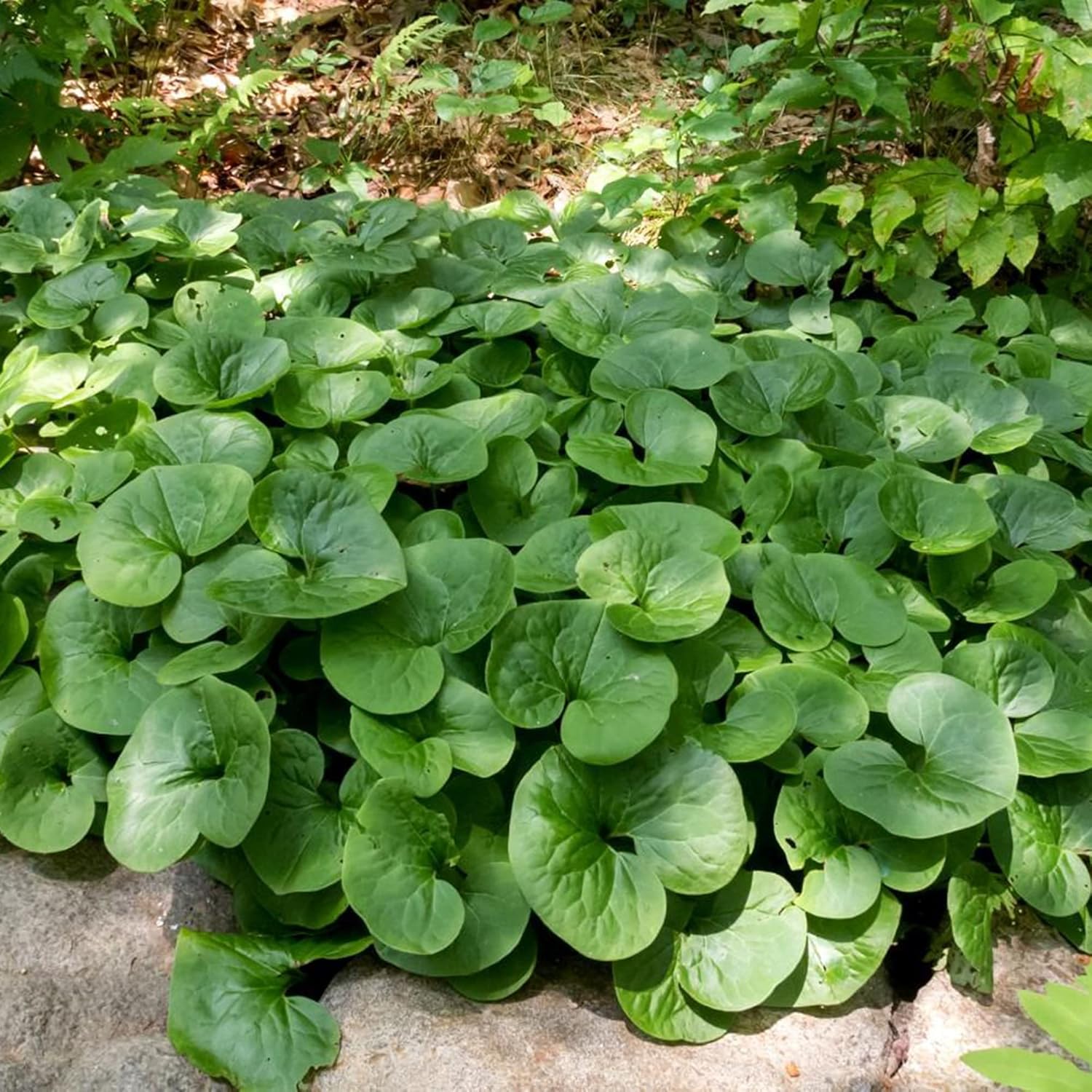 Graines de gingembre sauvage canadien | Asarum Canadense | Graines d'herbes vivaces au feuillage attrayant | Couvre-sol à croissance basse pour les jardins | Plantation en extérieur | 25 pièces